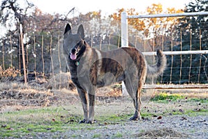 Dutch Shepherd Dog on a farm in autumn