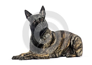Dutch Shepherd dog lying down and looking at the camera on a white background