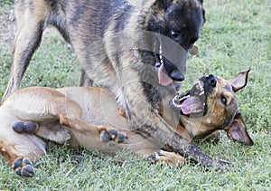 Dogs playing rough in the grass photo