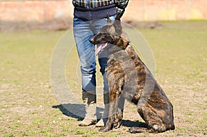 Dutch shepherd dog