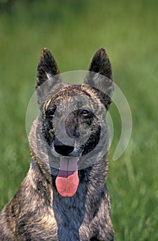 DUTCH SHEPHERD DOG, PORTRAIT OF ADULT WITH TONGUE OUT