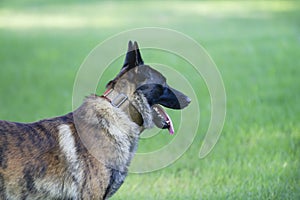 Holandés el perro retrato página cabeza a espalda 