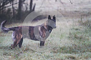 Dutch Shepherd dog standing in a field, off leash, with tags