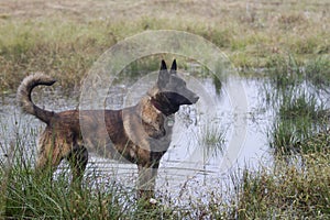 Dutch Shepherd dog standing in water, off leash