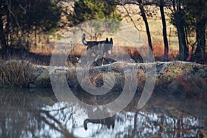 Dutch Shepherd dog walking along bank of waterway