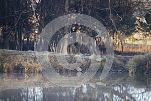 Dutch Shepherd dog walking along bank of waterway