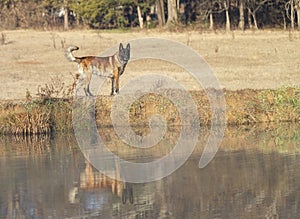 Dutch Shepherd dog walking along bank of waterway