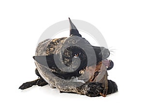 Dutch Shepherd in studio