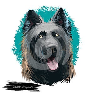 Dutch Shepherd, Hollandse Herder dog digital art illustration isolated on white background. Netherlands origin herding working dog