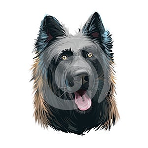 Dutch Shepherd, Hollandse Herder dog digital art illustration isolated on white background. Netherlands origin herding working dog photo