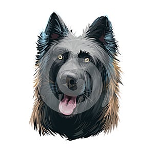 Dutch Shepherd, Hollandse Herder dog digital art illustration isolated on white background. Netherlands origin herding working dog