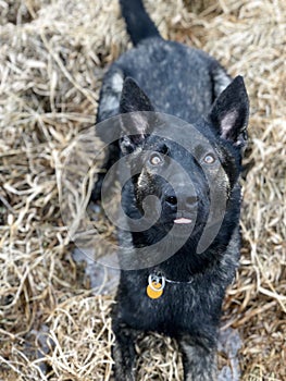Dutch Shepherd
