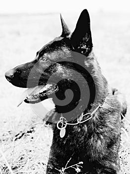 Dutch Shepherd