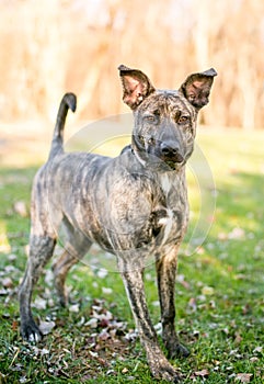 A Dutch Shepherd mixed breed dog with large ears