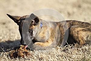 Dutch Shepherd puppy eating something outdoors