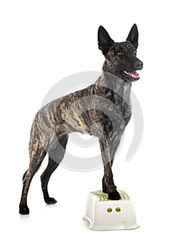 Dutch Shepherd in studio