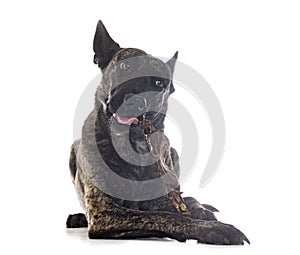 Dutch Shepherd in studio