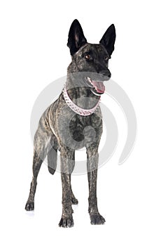 Dutch Shepherd in studio