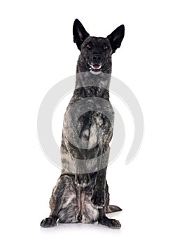Dutch Shepherd in studio