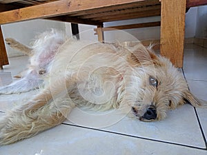 A Dutch Smoushond breed dog lying down and glancing