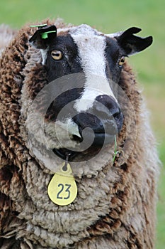 Dutch spotted sheep