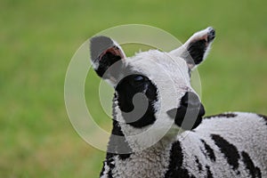 Dutch spotted sheep lamb