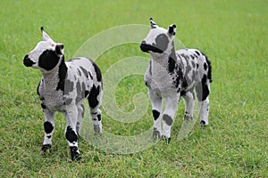 Dutch spotted sheep lambs