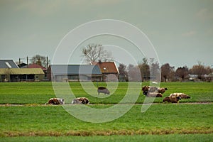 Dutch Spotted Sheep in Zuid-Holland peat meadow in the Groene Hart near Alphen aan den Rijn
