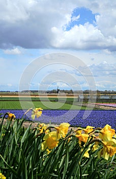 Dutch spring