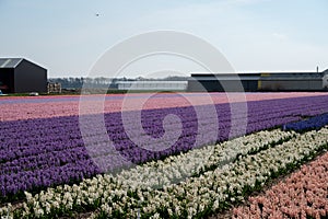 Dutch spring, colorful yellow daffodils in blossom on farm fields in april near Lisse, North Holland, the Netherlands
