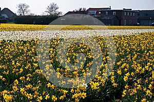 Dutch spring, colorful yellow daffodils in blossom on farm fields in april near Lisse, North Holland, the Netherlands