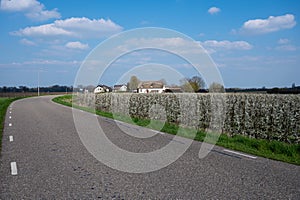 Dutch spring, colorful yellow daffodils in blossom on farm fields in april near Lisse, North Holland, the Netherlands