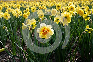 Dutch spring, colorful yellow daffodils in blossom on farm fields in april near Lisse, North Holland, the Netherlands