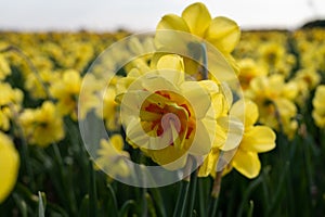 Dutch spring, colorful yellow daffodils in blossom on farm fields in april near Lisse, North Holland, the Netherlands