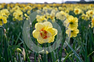 Dutch spring, colorful yellow daffodils in blossom on farm fields in april near Lisse, North Holland, the Netherlands