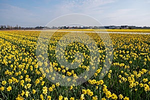 Dutch spring, colorful yellow daffodils in blossom on farm fields in april near Lisse, North Holland, the Netherlands