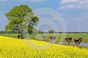 Dutch spring landscape with rapeseed willows and tree