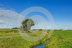 Dutch summer polder landscape in perspective with roadway and adjacent ditch and green meadows