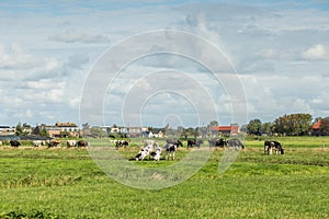 Dutch summer polder landscape at village Weipoort with green meadows and grazing black-colored cows