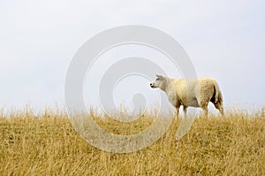 Dutch texel sheep photo