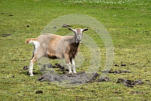 Dutch Toggenburg goat, crossbreeding between Drenthe land goat and Swiss Toggenburg goat, standing in meadow, Netherlands