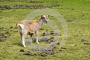 Dutch Toggenburg goat, crossbreeding between Drenthe land goat and Swiss Toggenburg goat, standing in meadow, Netherlands