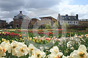 Dutch town by spring