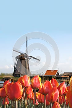 Dutch Tulip Bulbs Field and Windmill Landscape