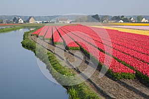 Dutch Tulip fields