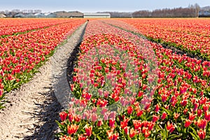 Dutch tulip fields in spring