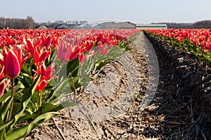 Dutch tulip fields in spring