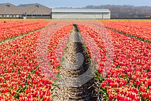 Dutch tulip fields in spring