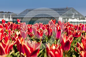 Dutch tulip fields in spring