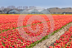 Dutch tulip fields in spring